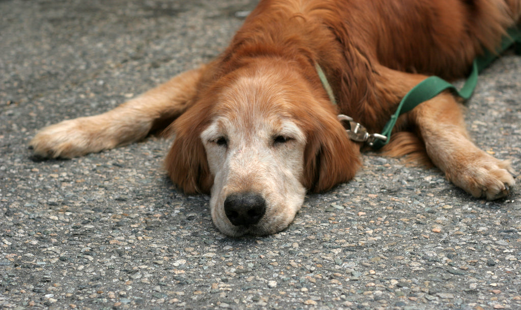 Signs of Mobility Issues in Dogs: Remember PAWS